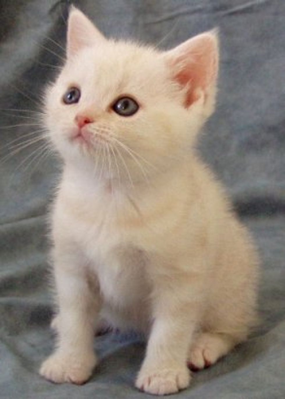 kitten