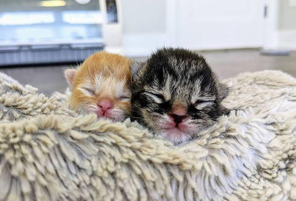 kittens, 3 days part, born, brothers