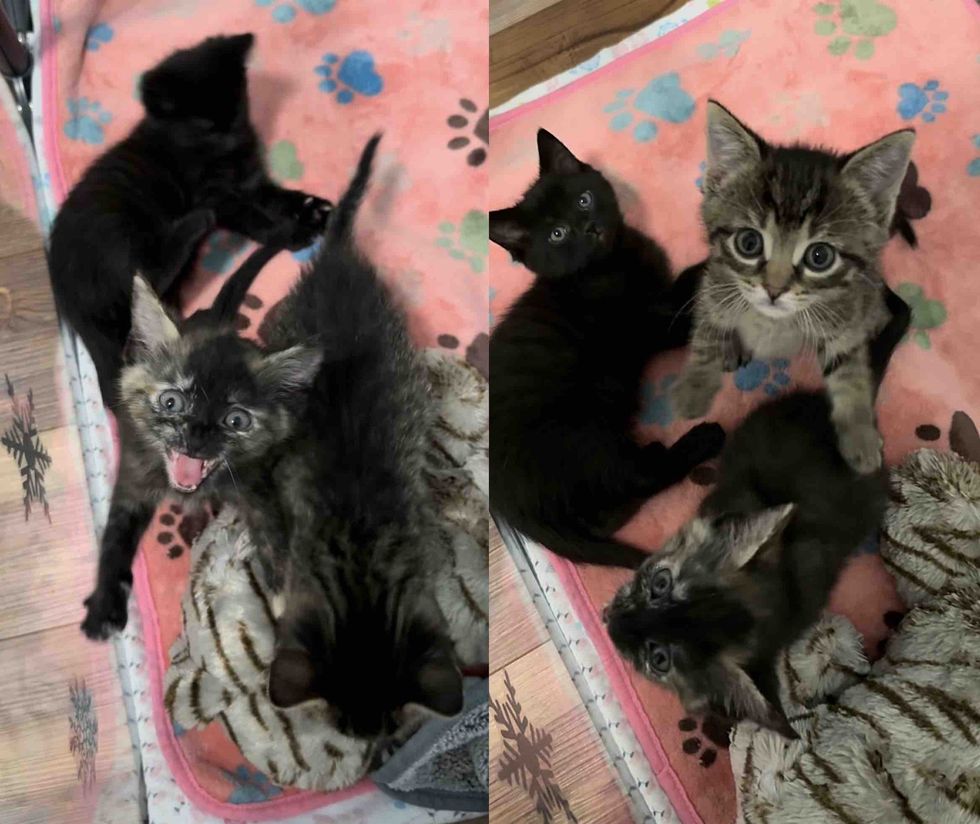 kittens asking attention