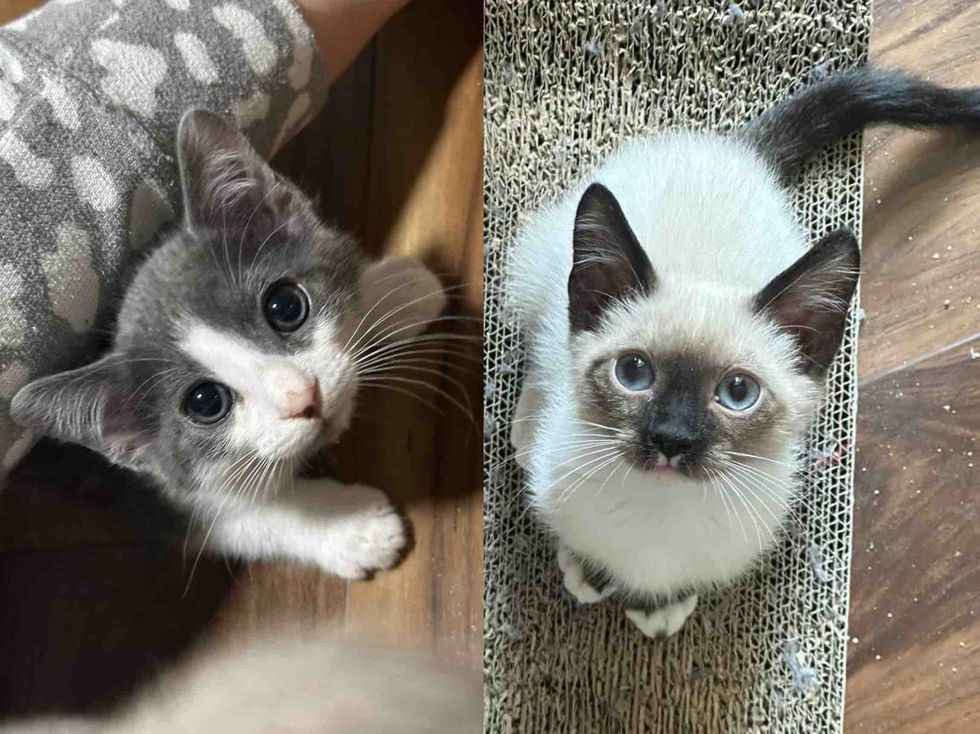 kittens attention seeker