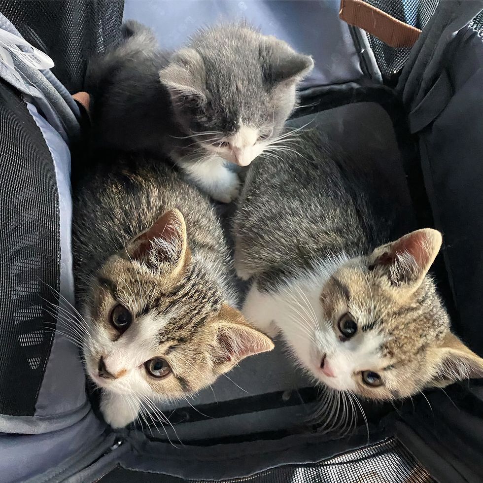 kittens barn sweet