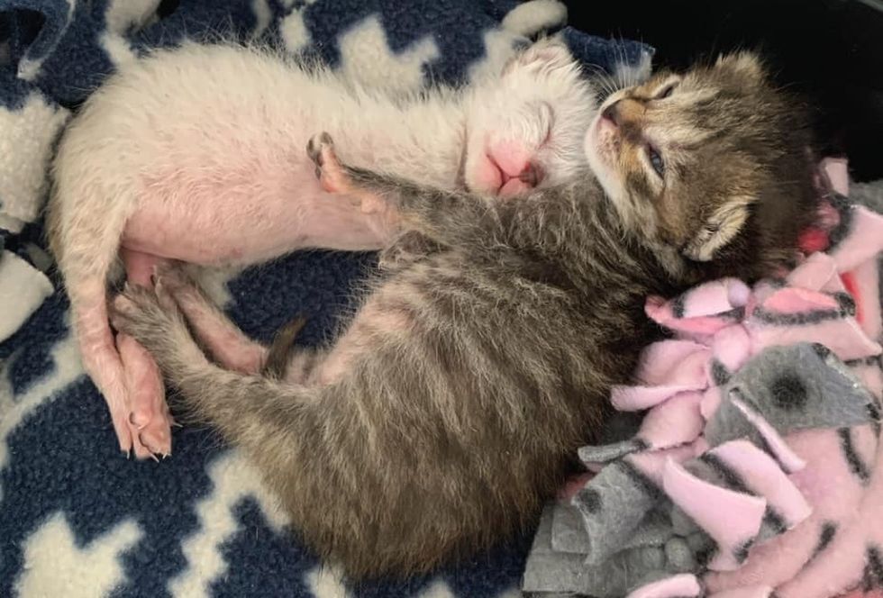 kittens, best friends, cuddle