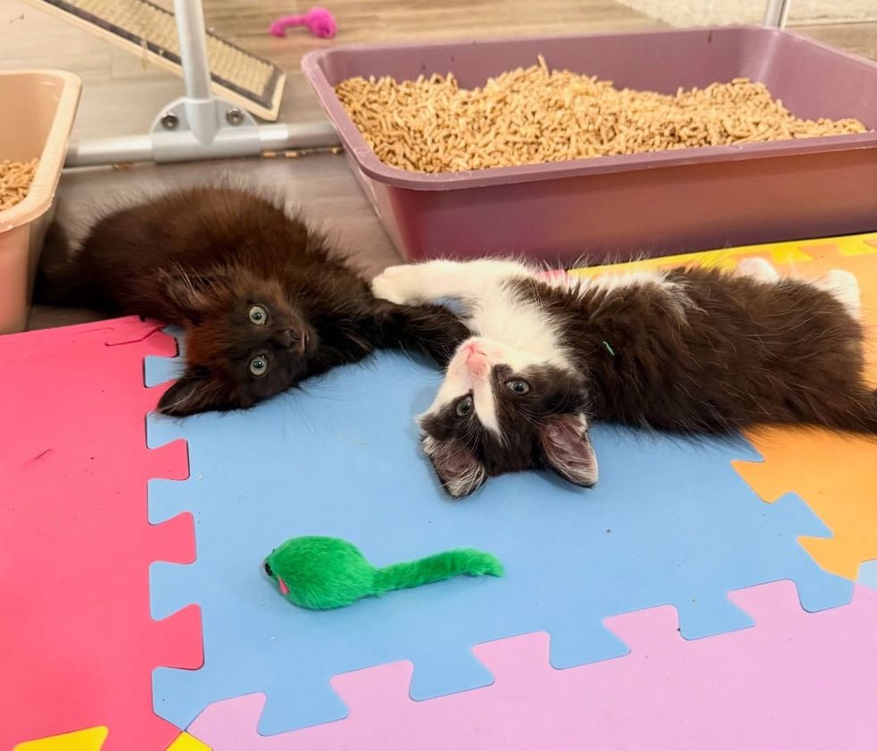 kittens best friends paws