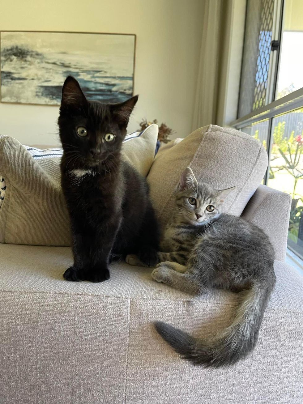 kittens best friends