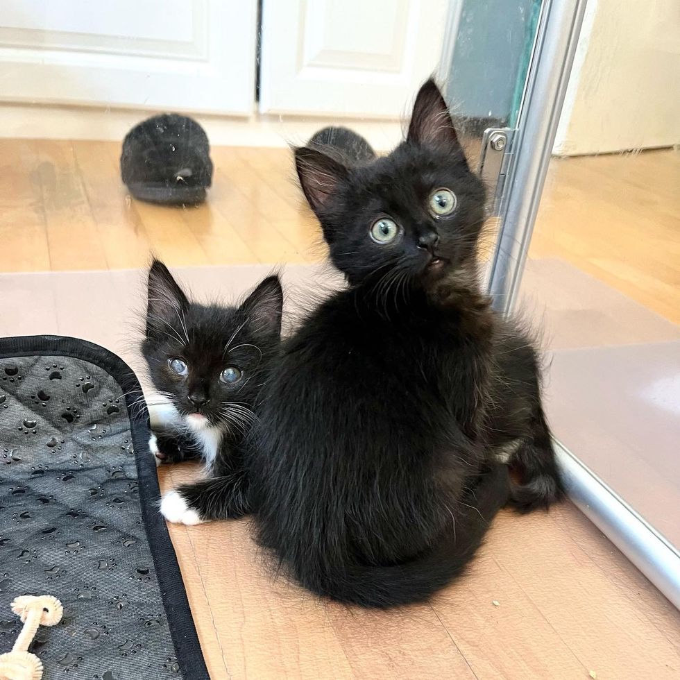 kittens best friends