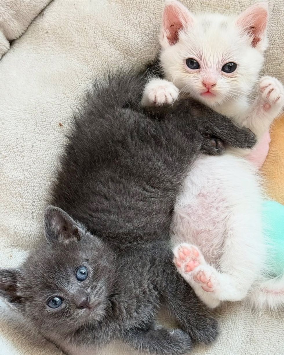 kittens best friends