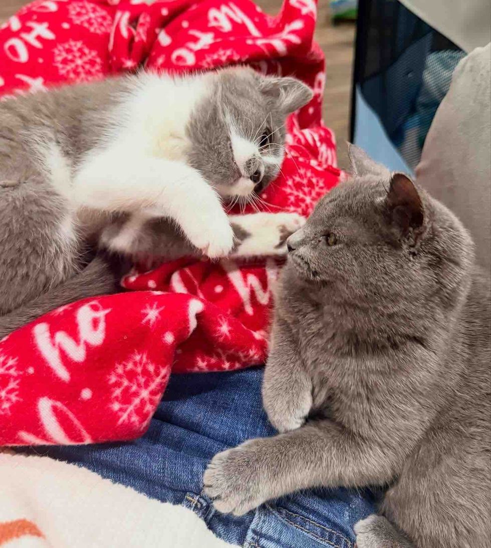 kittens best friends