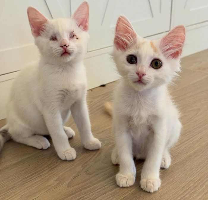 kittens blind siblings