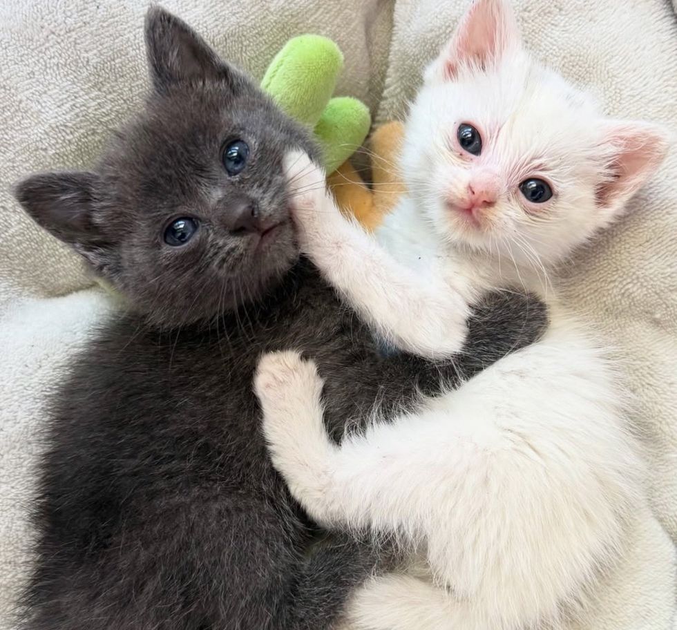 kittens bonded cuddles