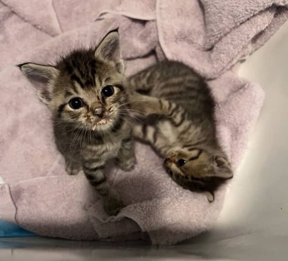 kittens bonded tabbies