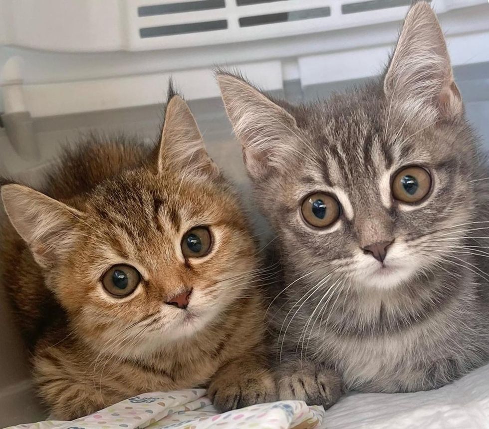 kittens bonded
