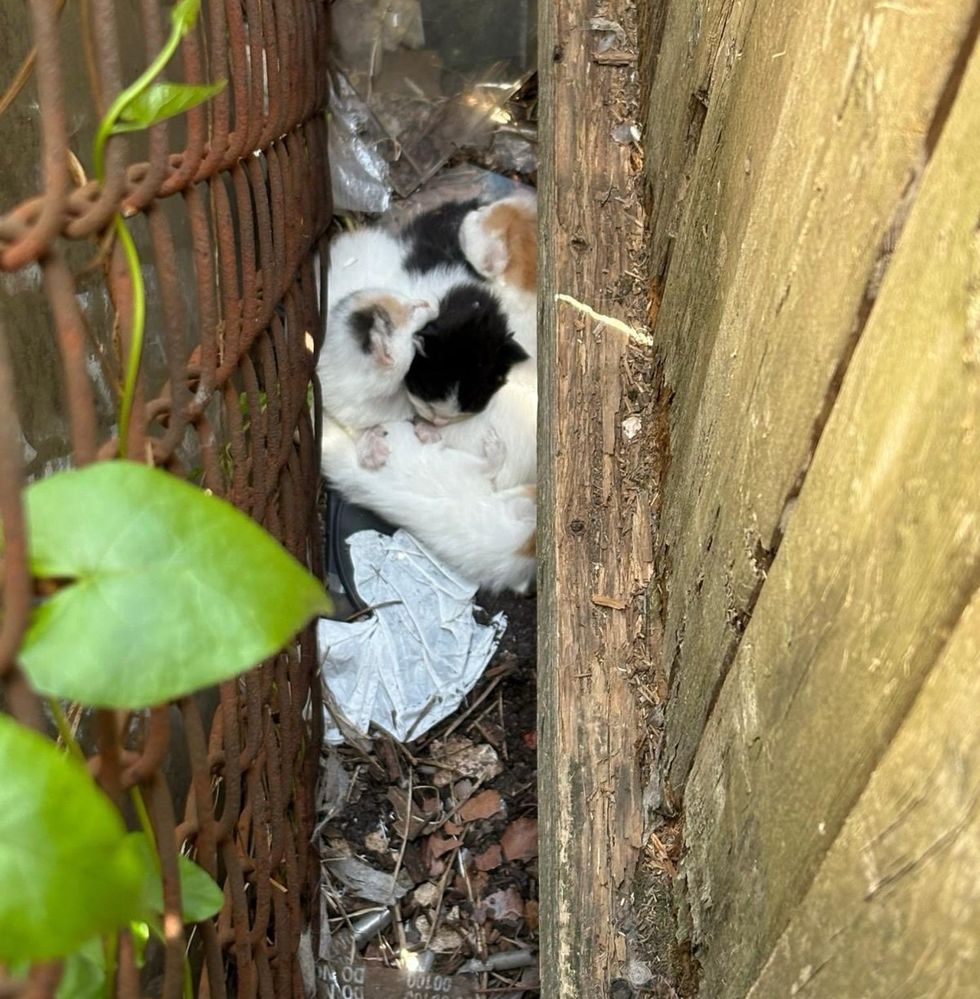 kittens born fences