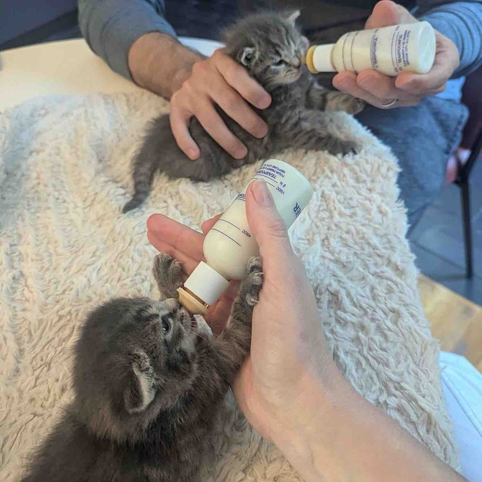 kittens bottle feeding