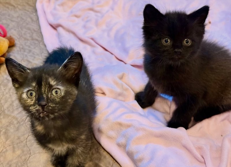 kittens brother sister