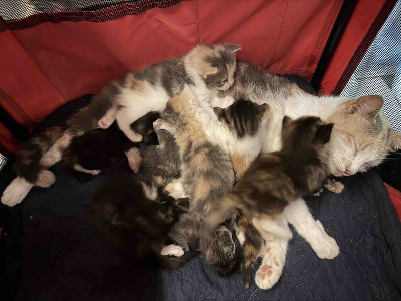 kittens calico cat snuggles