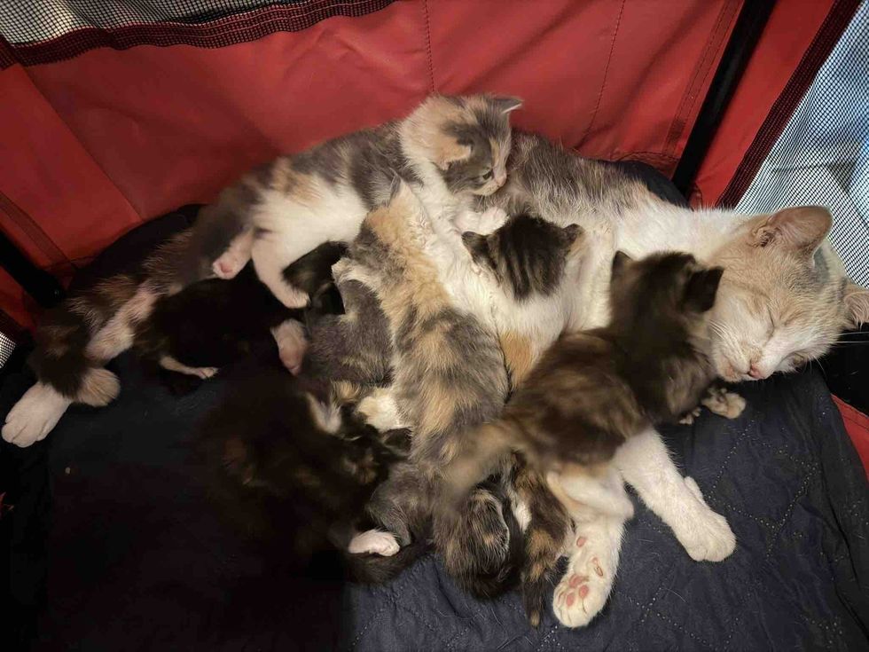 kittens calico cat snuggles