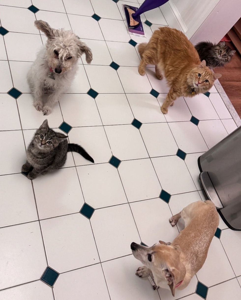 kittens cat dog friends