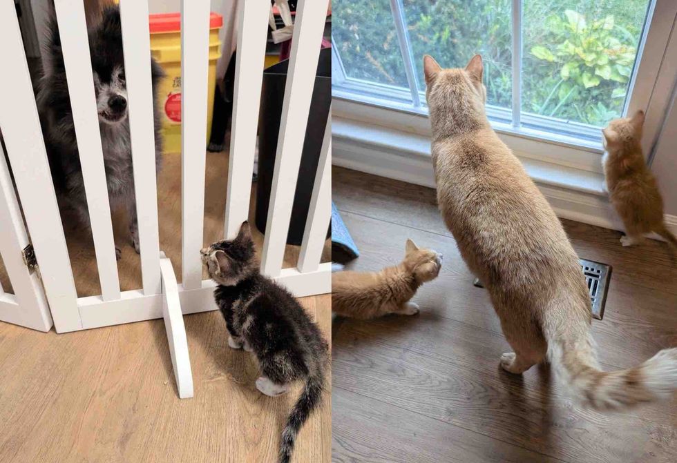 kittens cat dog friends