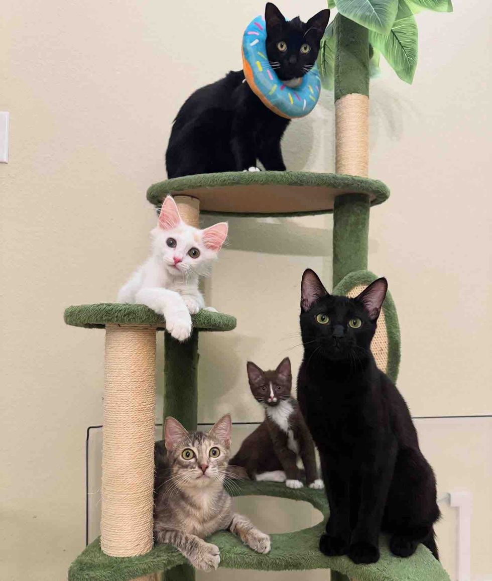 kittens cat friends tree