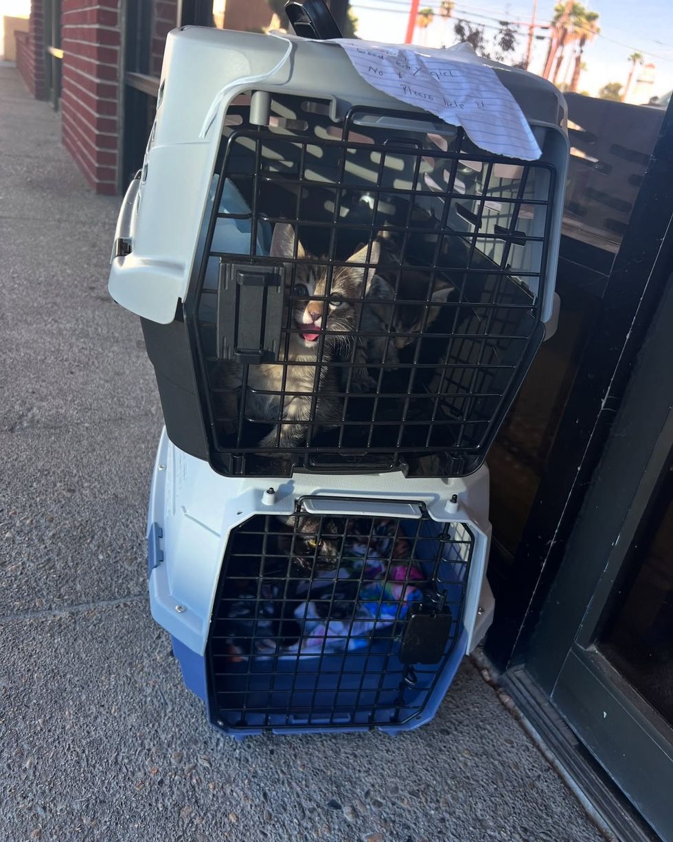 kittens cat left carriers
