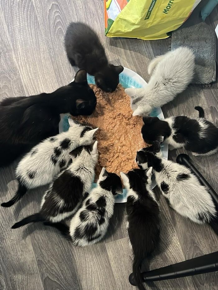 kittens cat mealtime