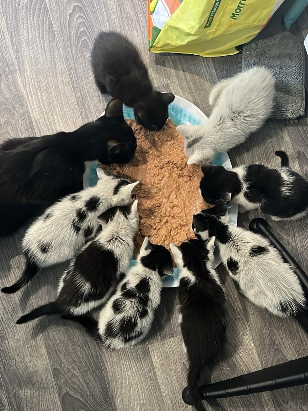 kittens cat mealtime