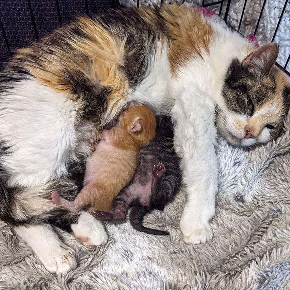 kittens, cat mom, reunited