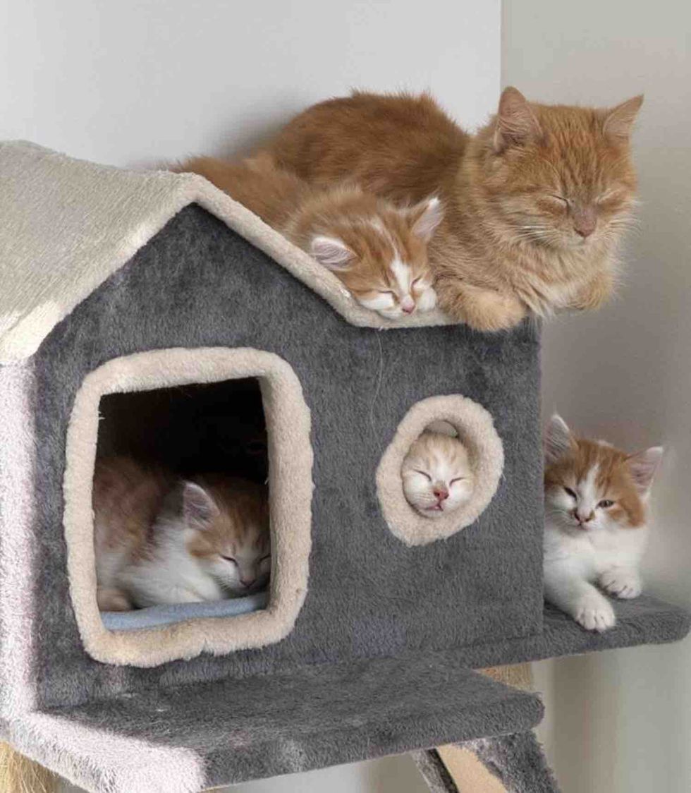 kittens cat sleeping tree