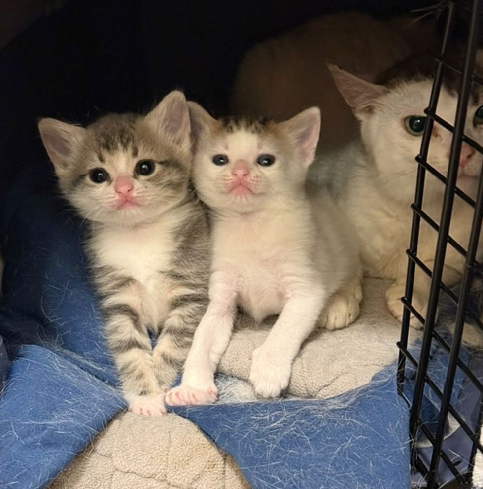 kittens cat snuggles
