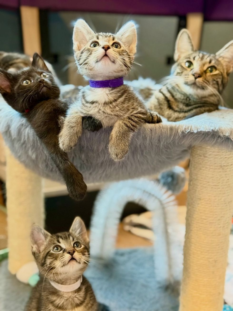 kittens cat tree hammock