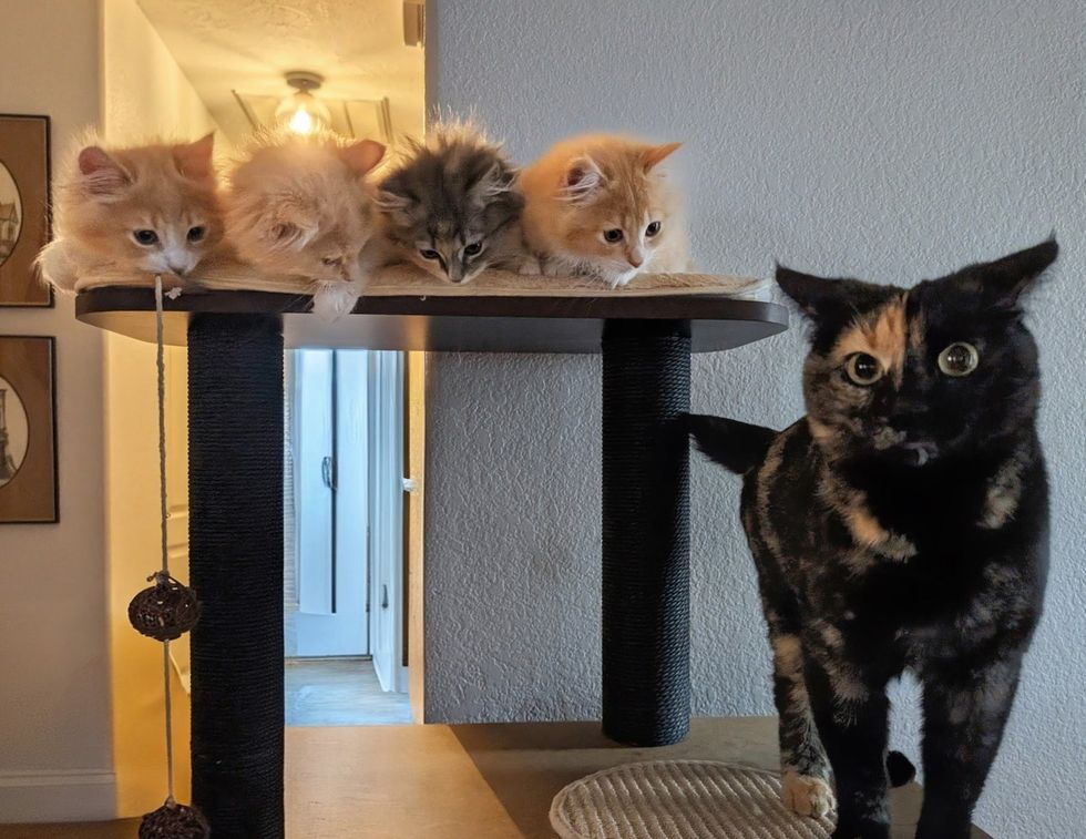 kittens cat tree tortie friend