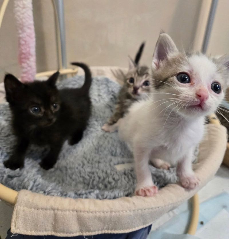 kittens cat tree