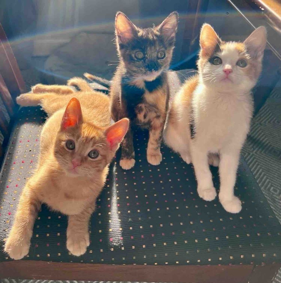 They Find a Cat and Kittens in a Parking Lot and Make It Their Mission to Give Them a Better Life