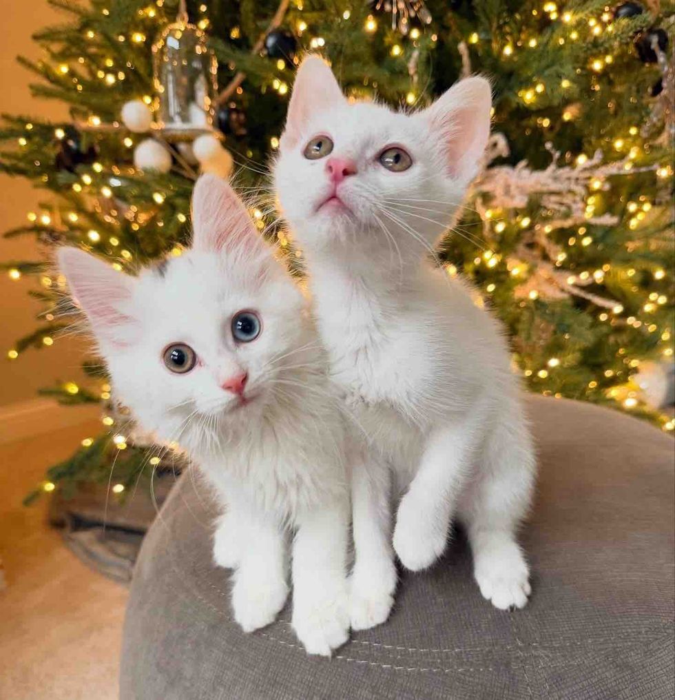 kittens christmas tree