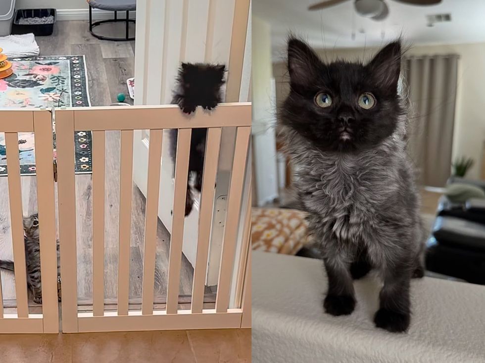 kittens climbing fluffy coat