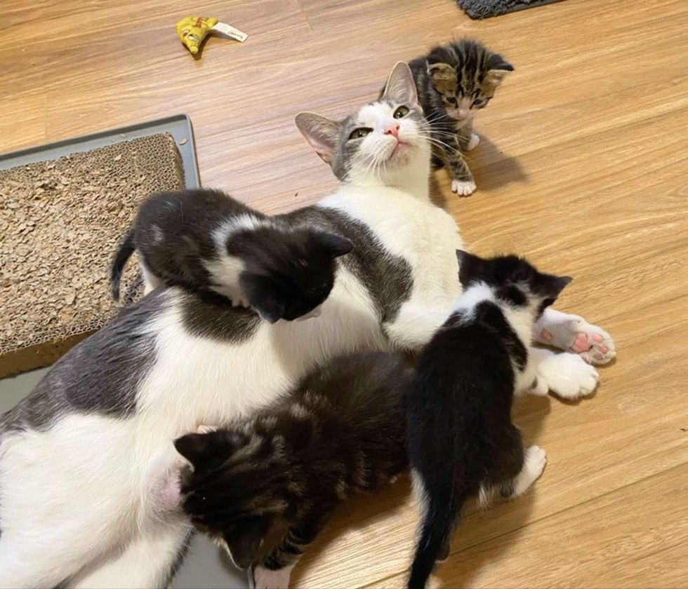 kittens crawling over cat