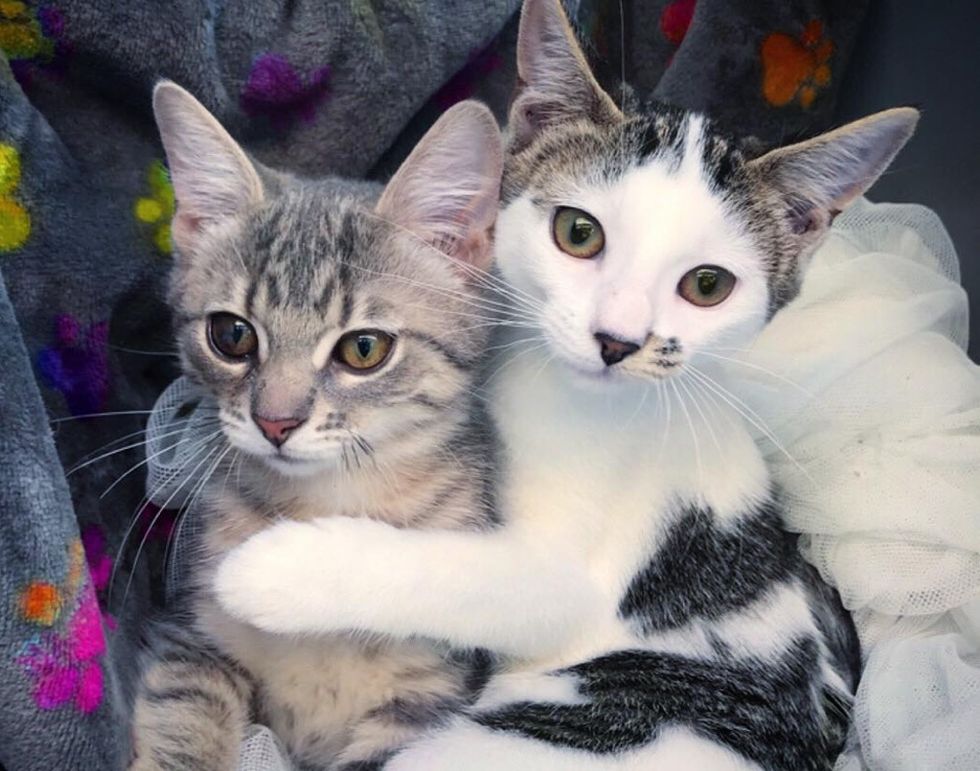 kittens, cuddle, best friends