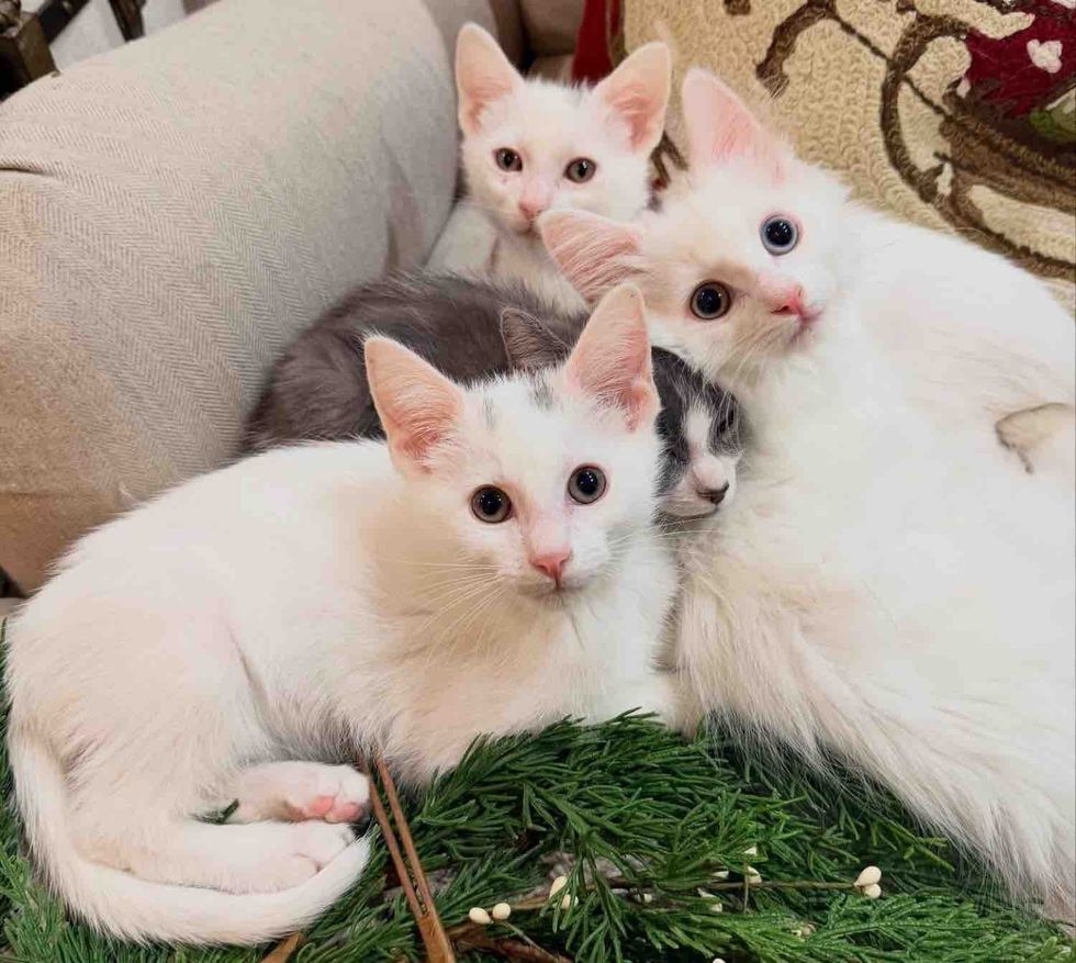 kittens cuddle puddle