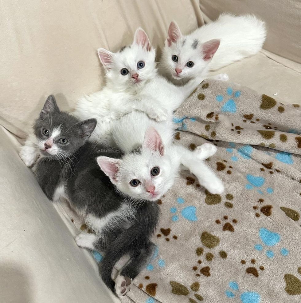 kittens cuddle puddle