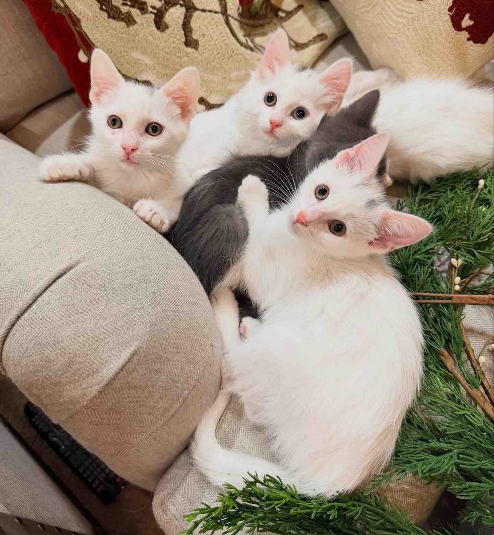 kittens cuddle puddle