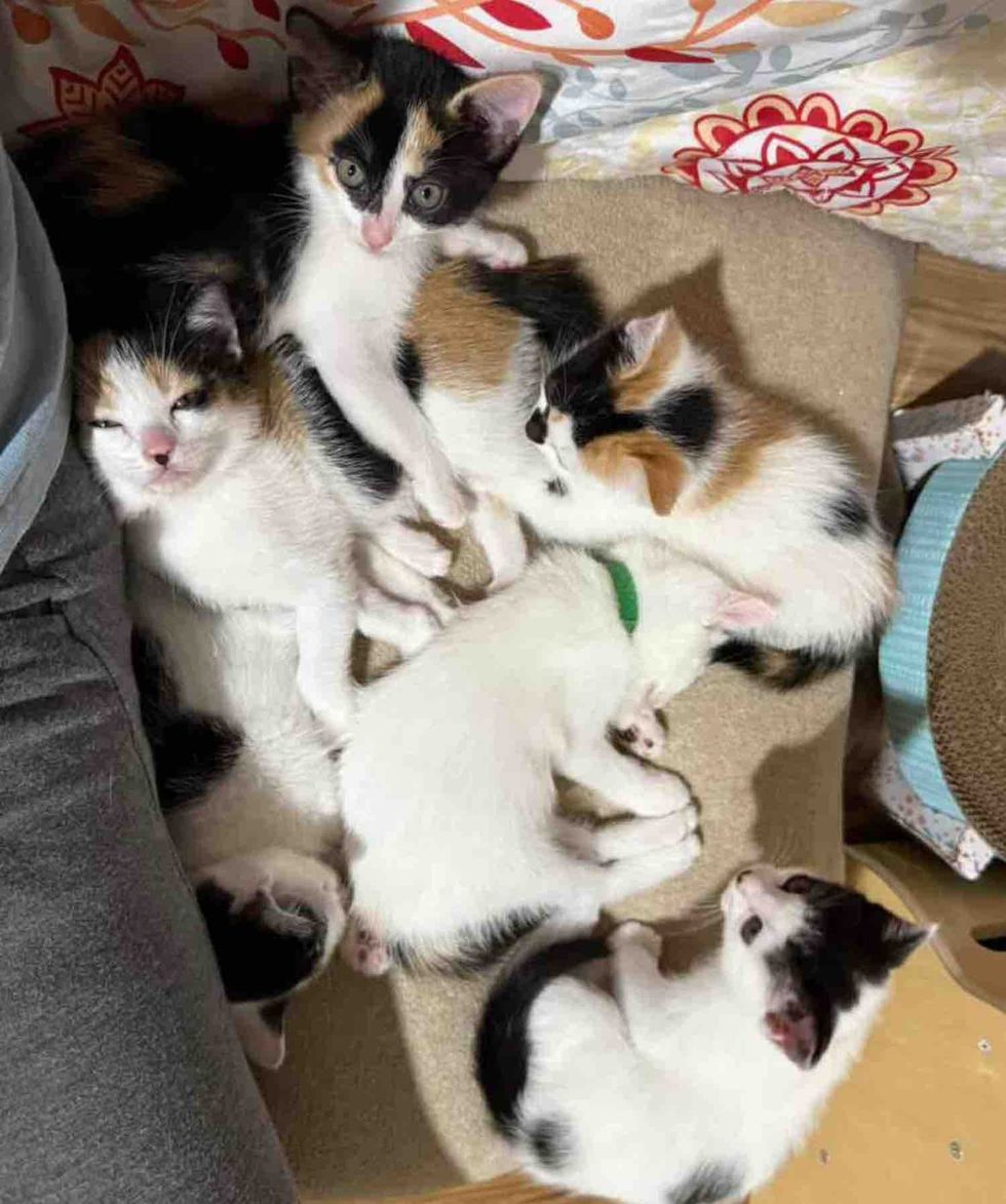 kittens cuddle puddle