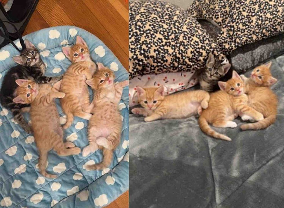 kittens cuddle puddle