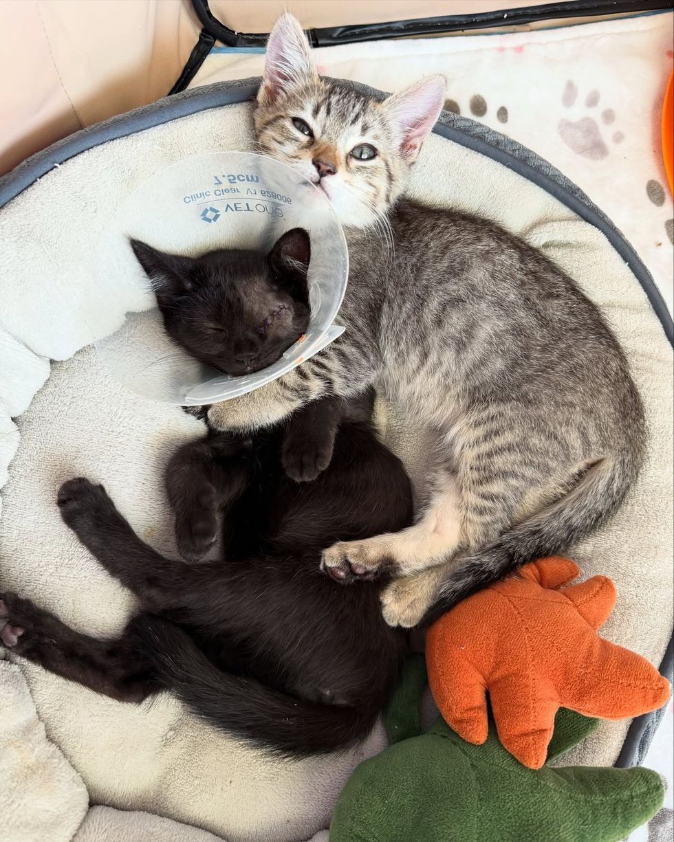 kittens cuddles cone