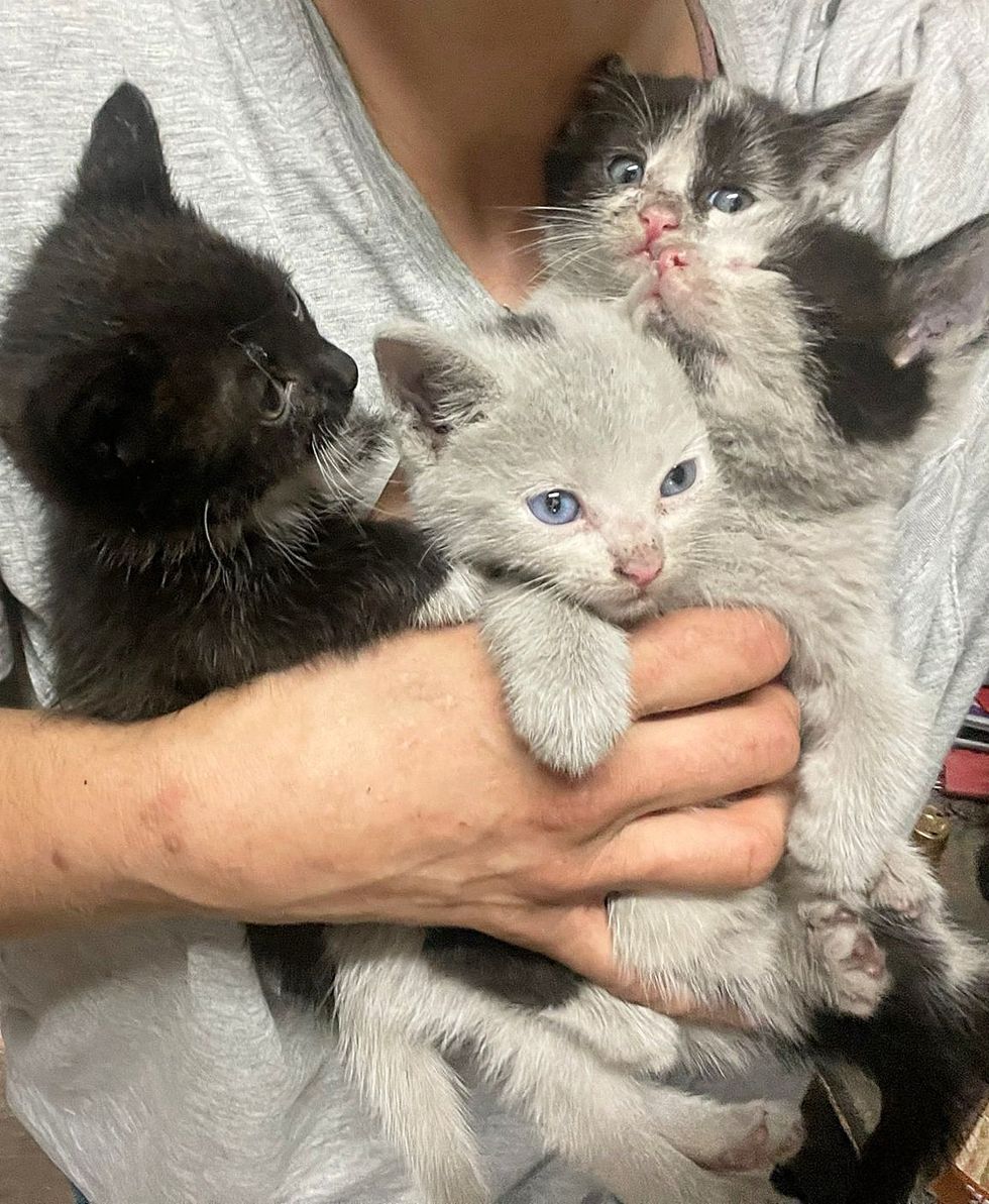kittens cuddles firs time