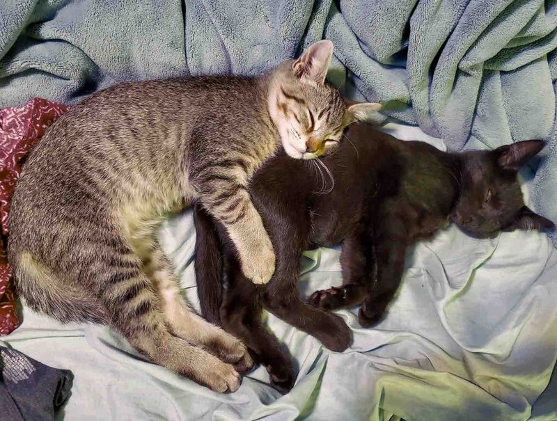 kittens cuddles forever home