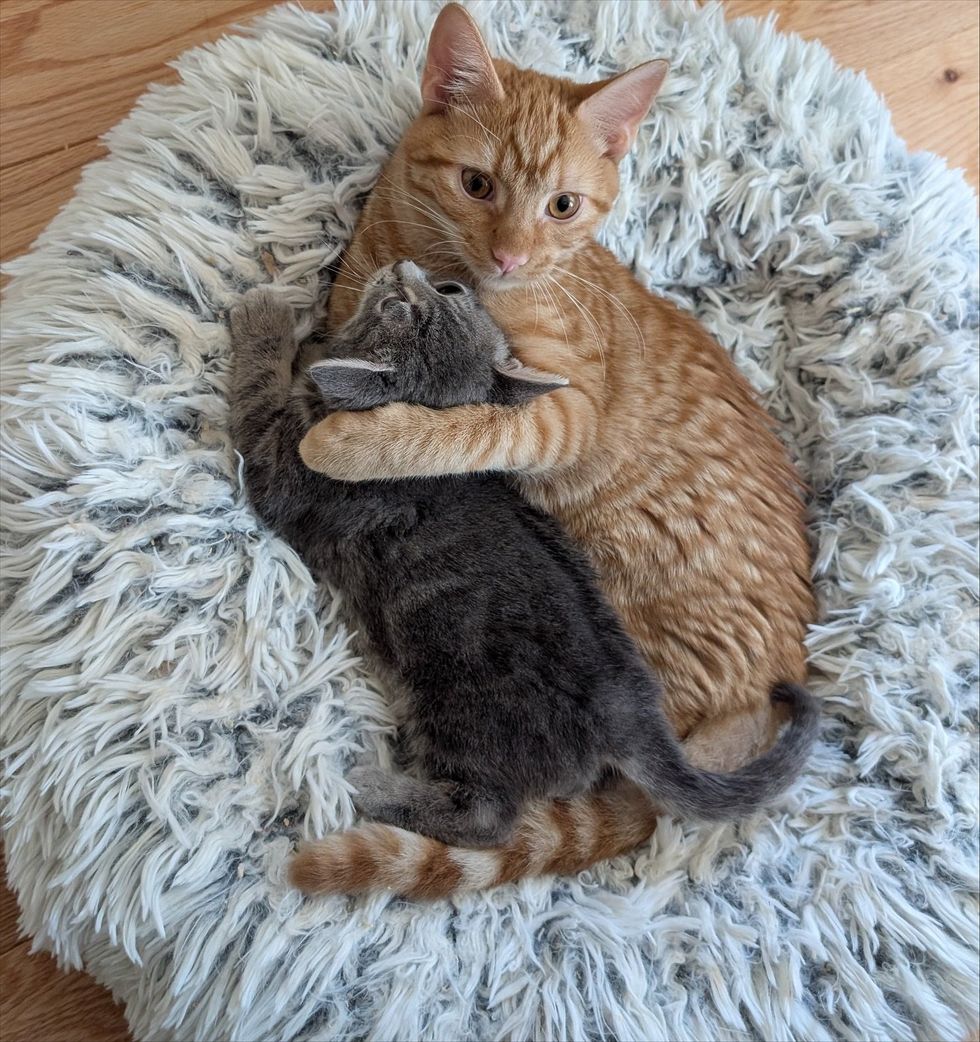 kittens cuddles friends