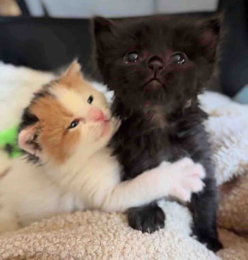 kittens cuddly friends