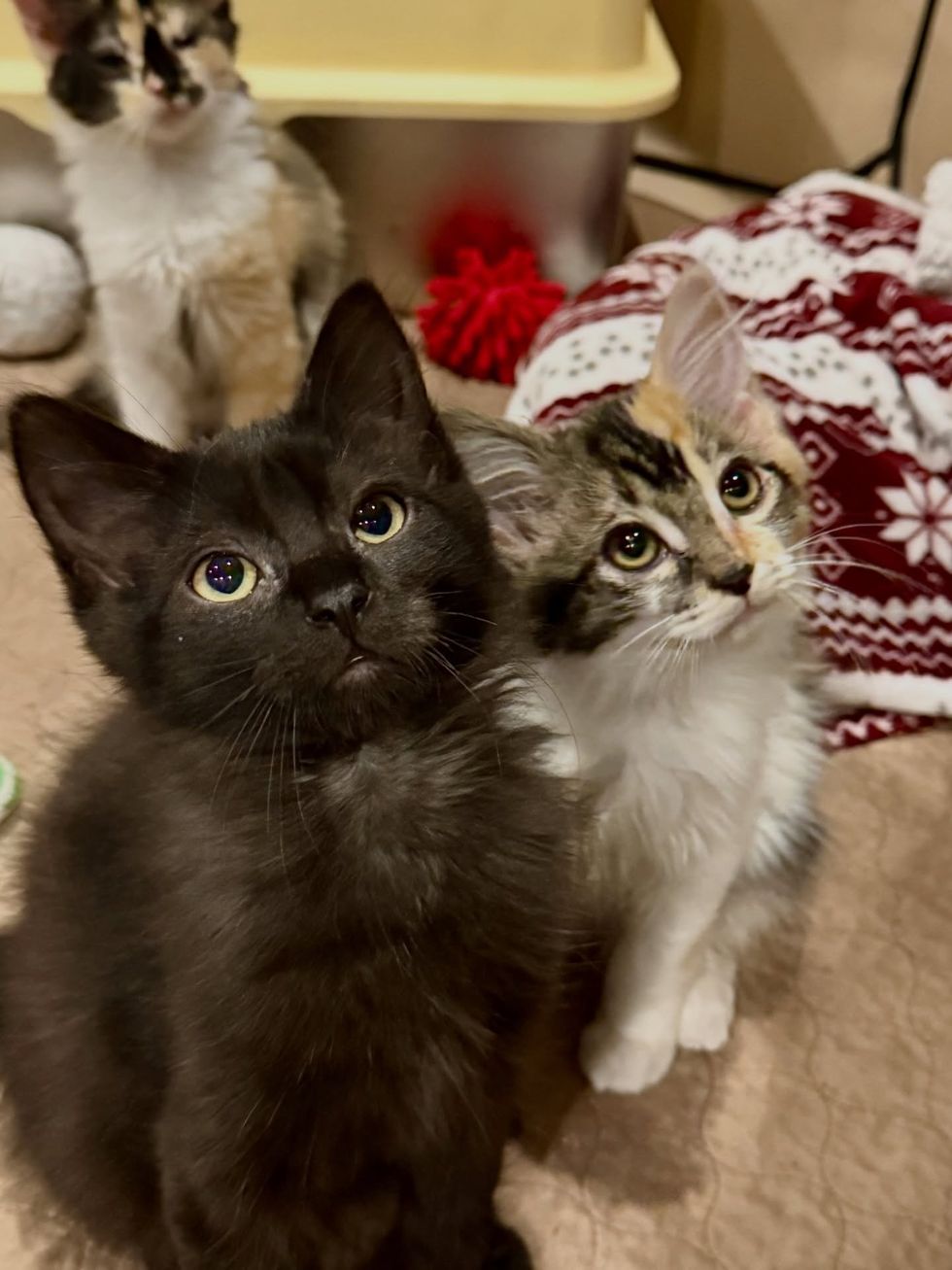 kittens curious siblings