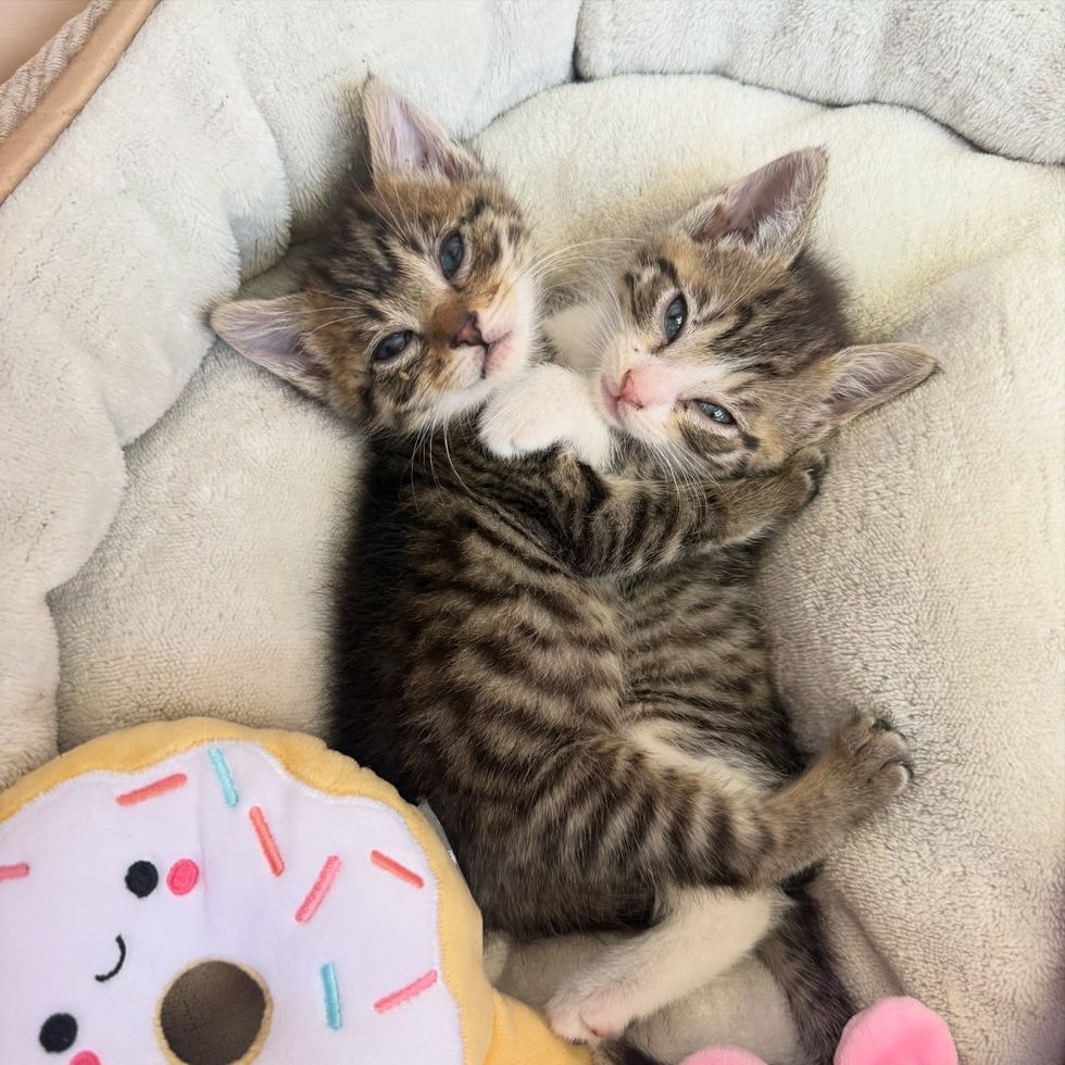 kittens curled up cuddling