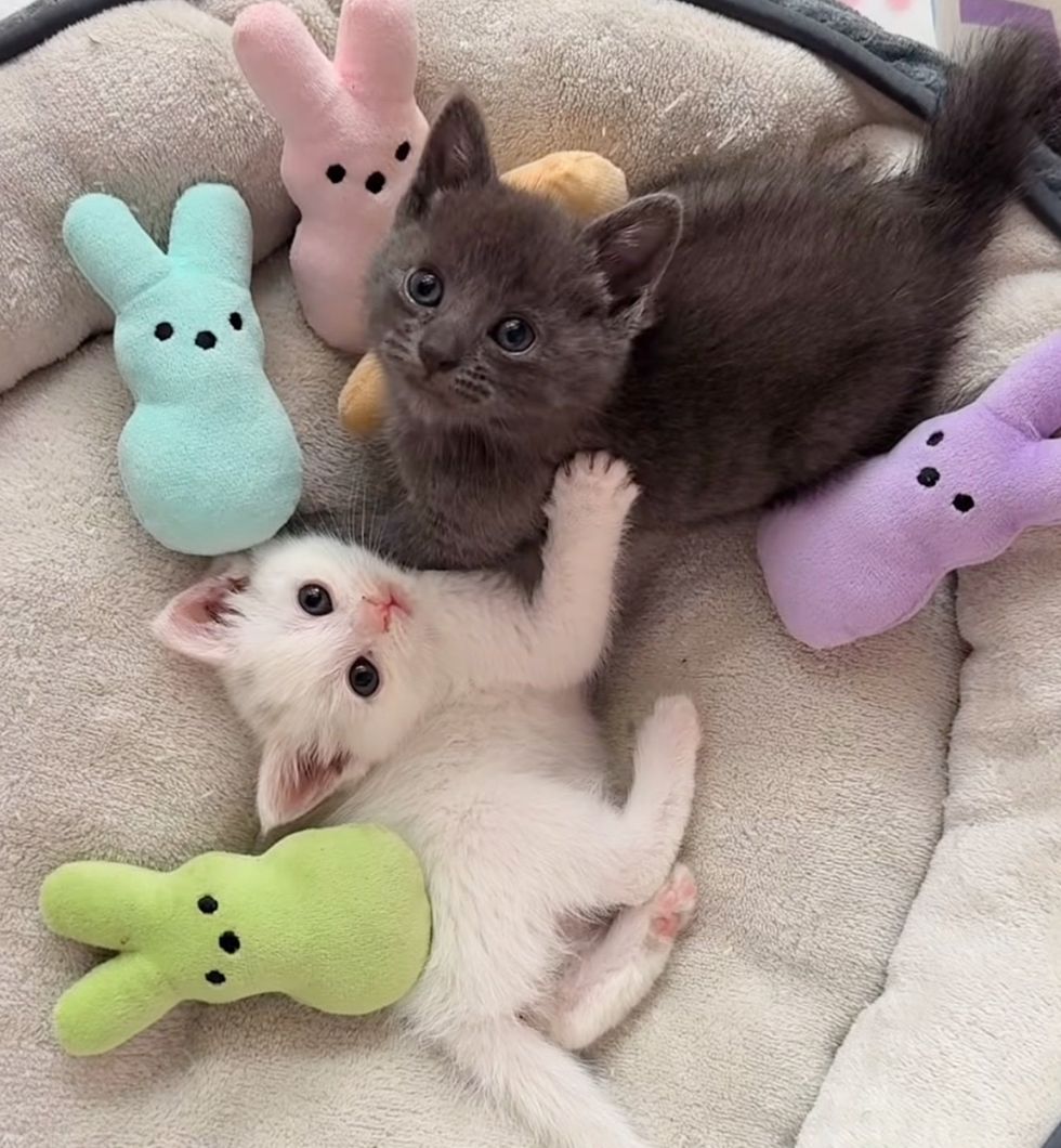 kittens easter bunnies